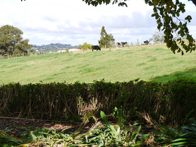 The neighbours at the bottom of the garden are cows from the farm.