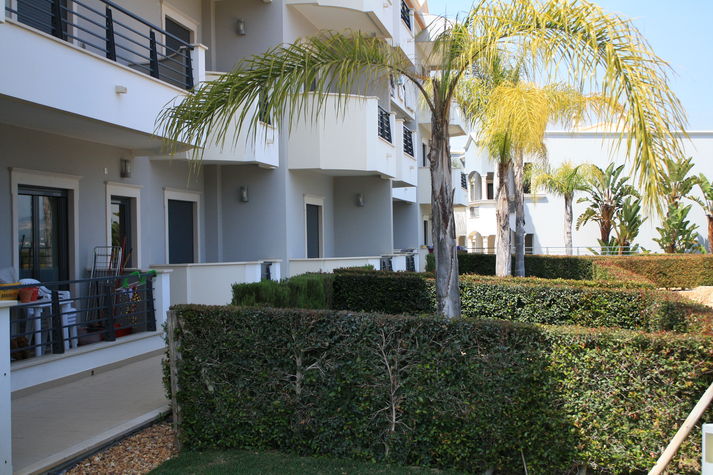 The garden