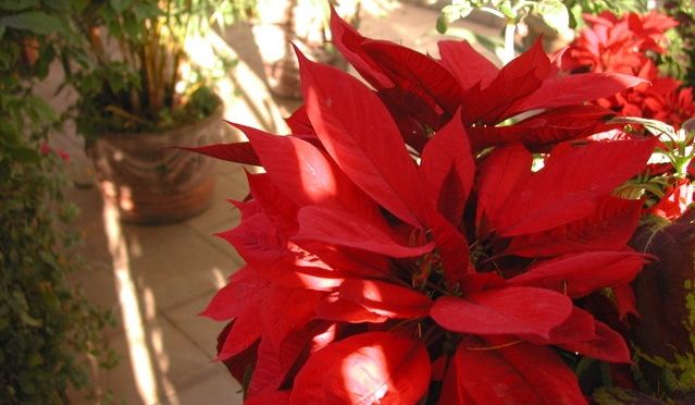 A little Holiday Cheer from the San Uriel Suite Balcony
