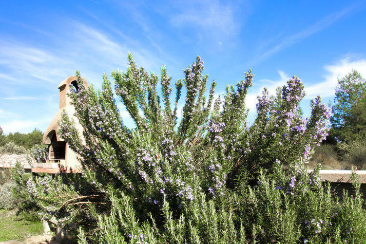 GardenSummer