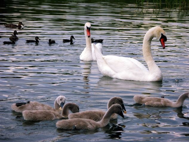 Birds and ducks who visit you every day.
You can enjoy feeding the various waterfowl/swans/goose/ heron and other birds and ducks who visit you every day.