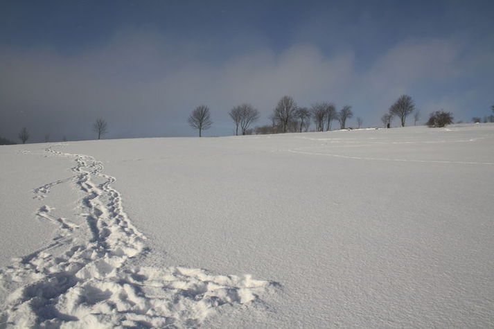 AreaWinter1KM
