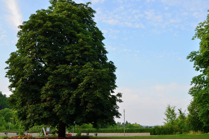 AreaSummer20KM
