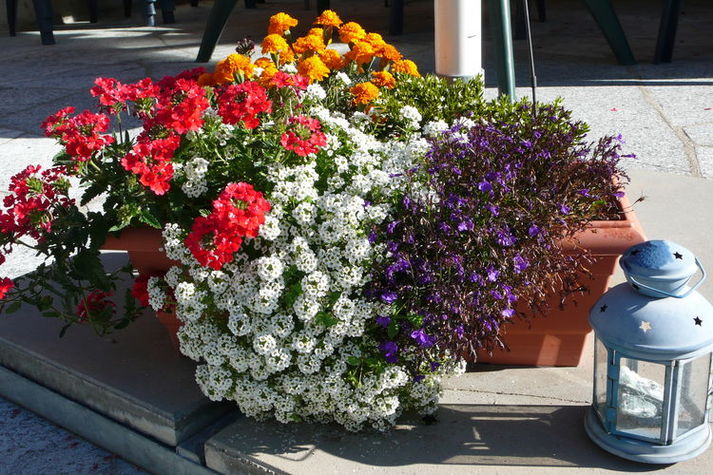 GardenSummer