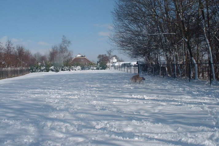 GardenWinter