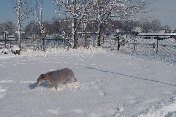 GardenWinter