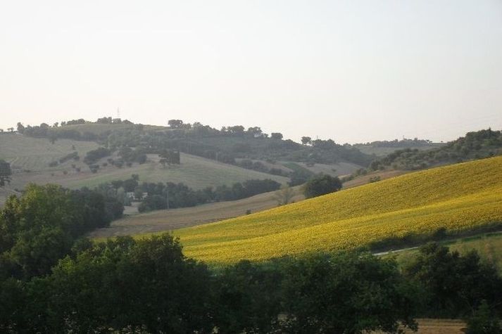 ViewSummer