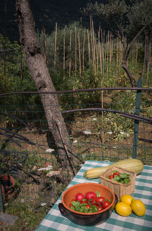 vegetable garden