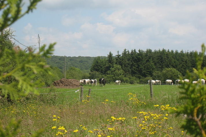 ViewSummer