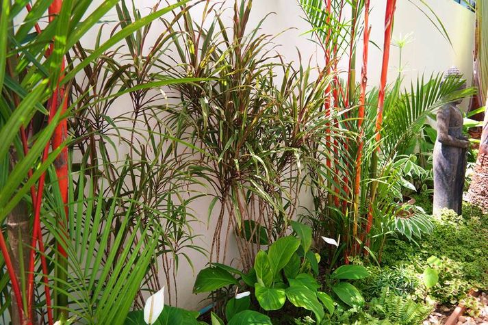 Small tropical garden