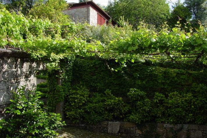 GardenSummer