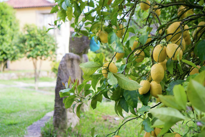 GardenSummer