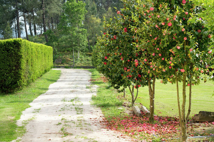 GardenSummer