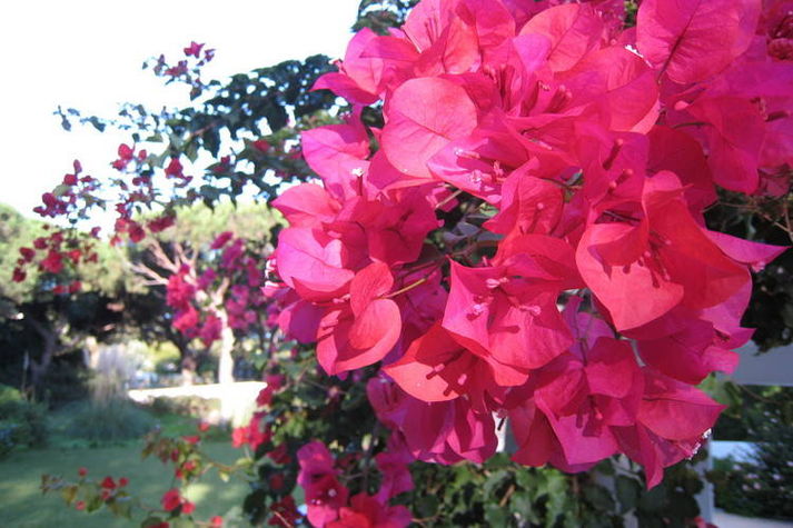 GardenSummer