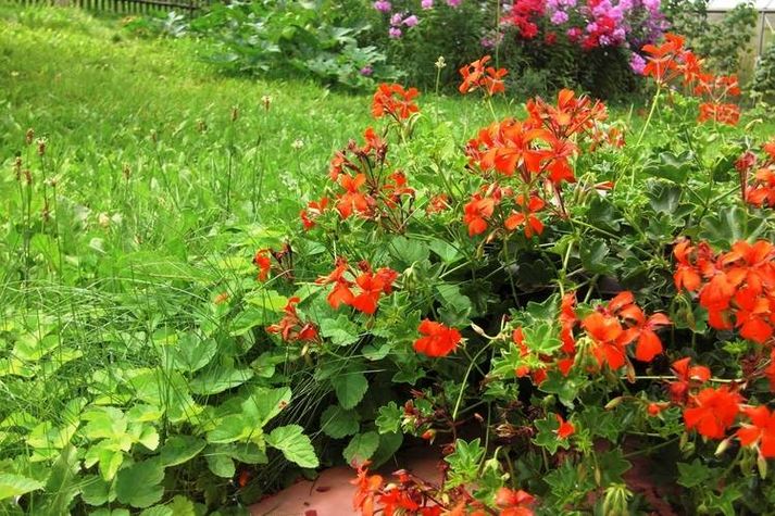 GardenSummer
