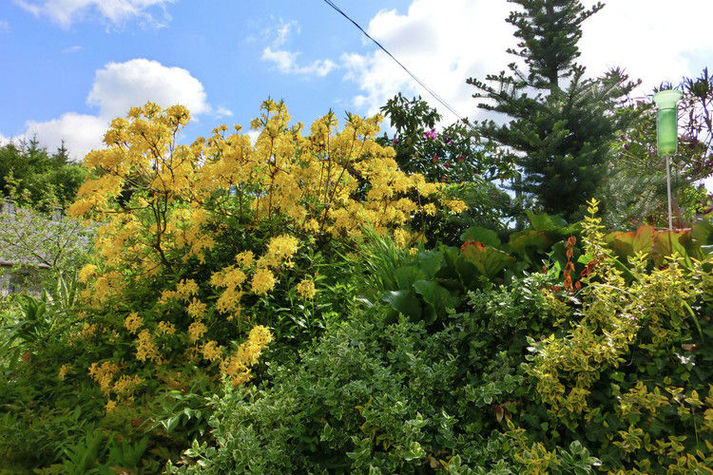 GardenSummer