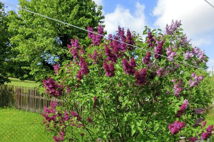 GardenSummer