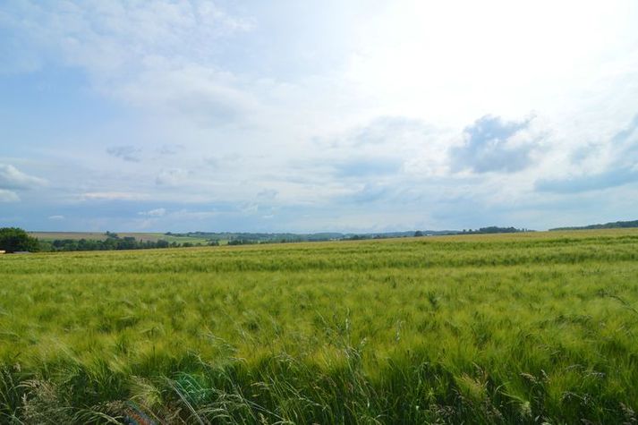 ViewSummer