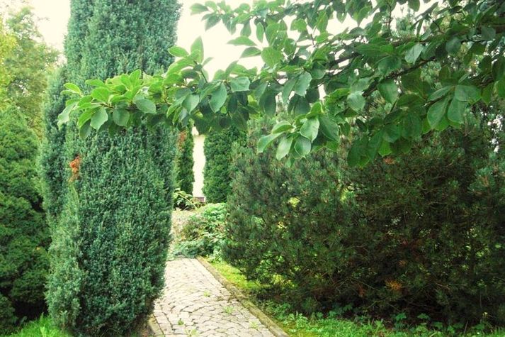 GardenSummer