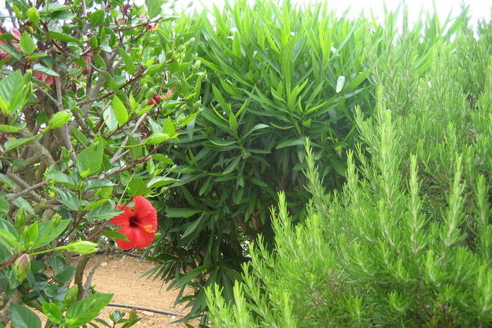 GardenSummer