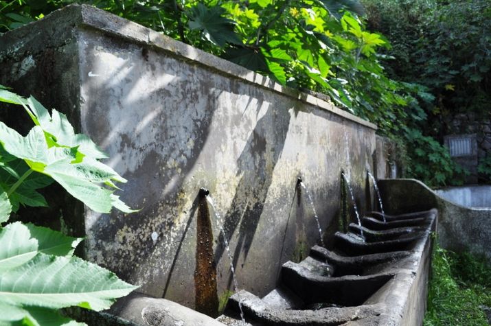 Water from the forest