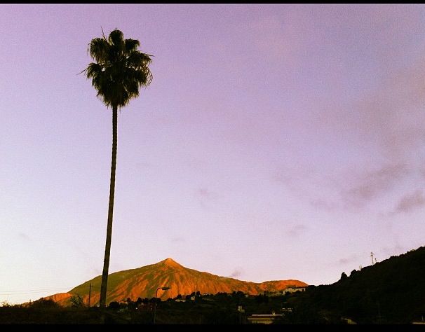 The Teide and the palm at sunset from the Finca el Bebedero