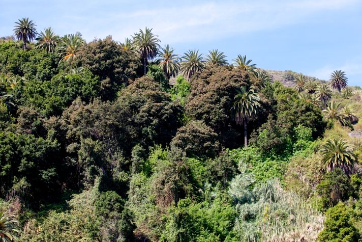 La Furnia, our Laurisilva = rainforest