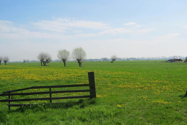 ViewSummer