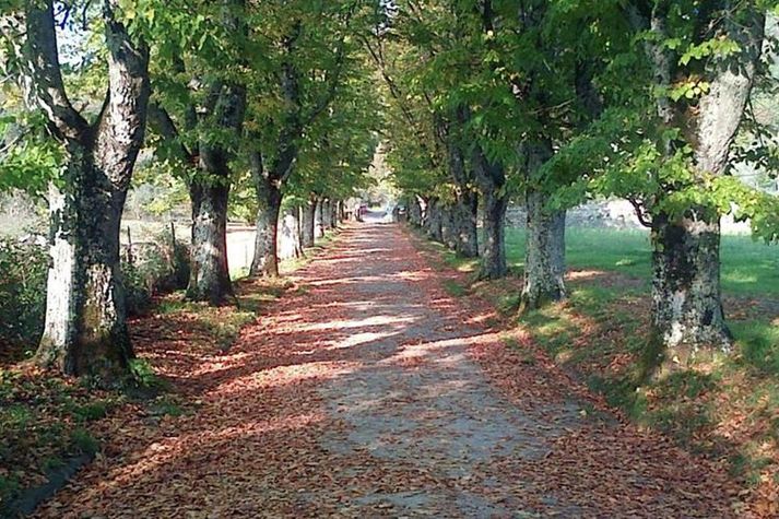 AreaSummer1KM
