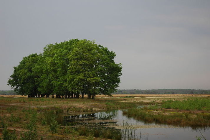 AreaSummer20KM