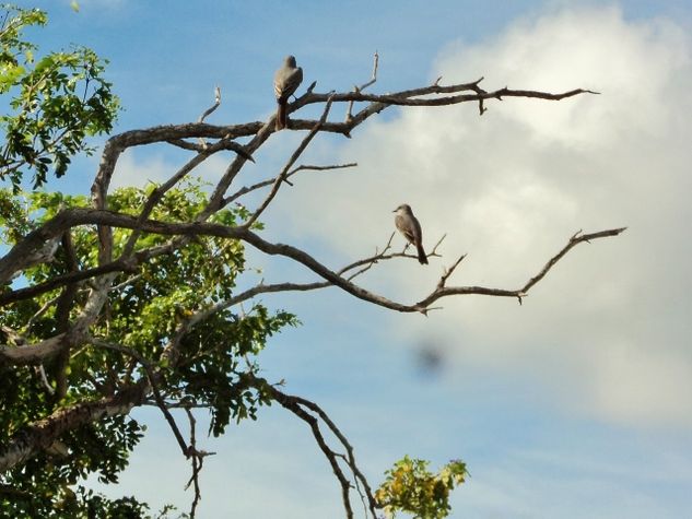 Birds in the backyard