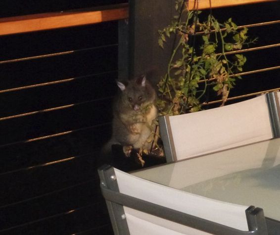 Possum