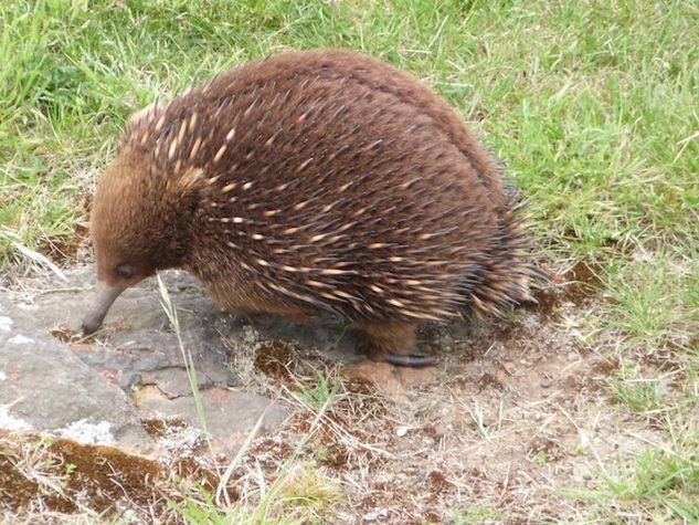 Visiting Echidna