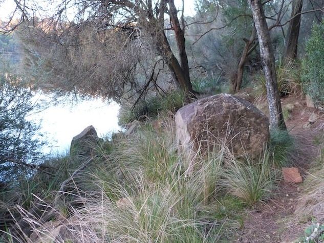 River bush track