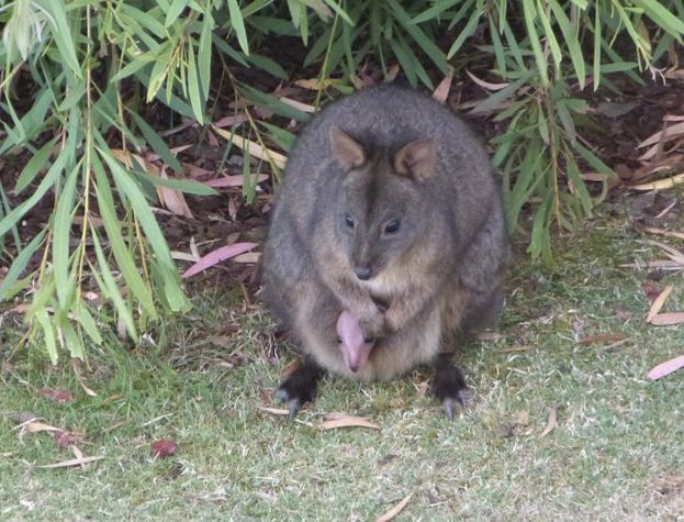 Visiting wallaby