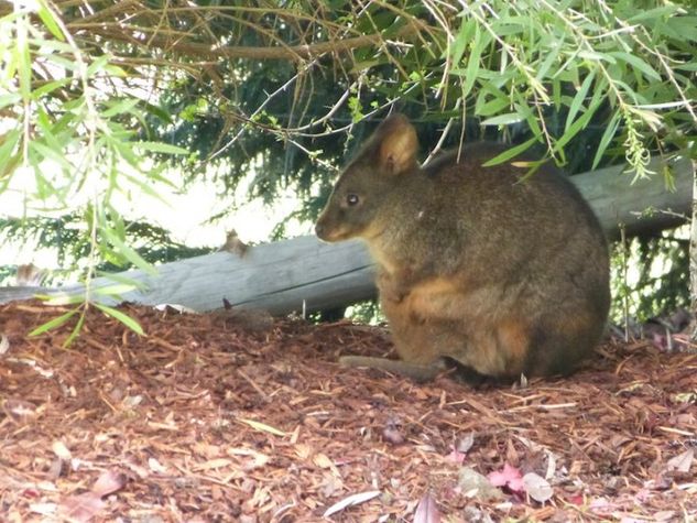 Visiting Wallaby