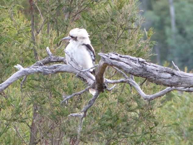 Kookaburra