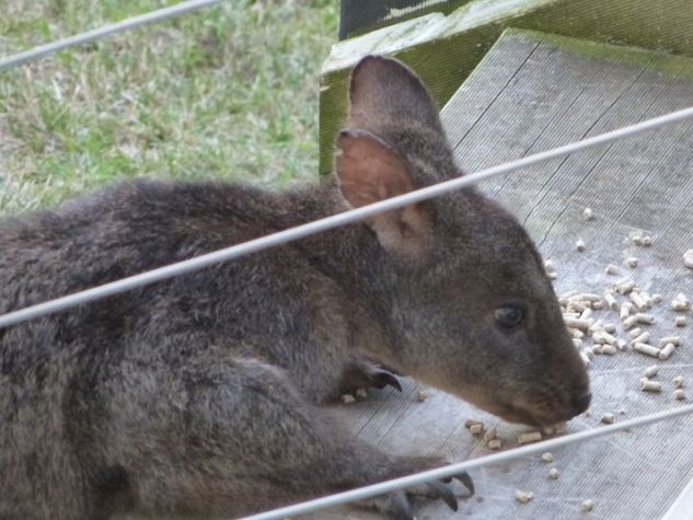 Visiting Wallaby