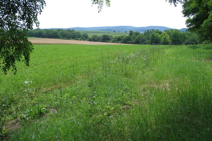 ViewSummer