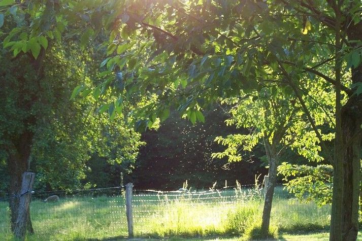 GardenSummer