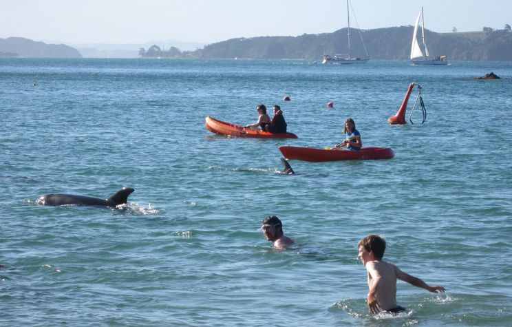 Swim with passing Dolphins