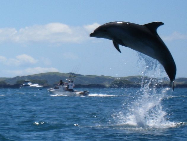 Dolphons and passing Orca whales