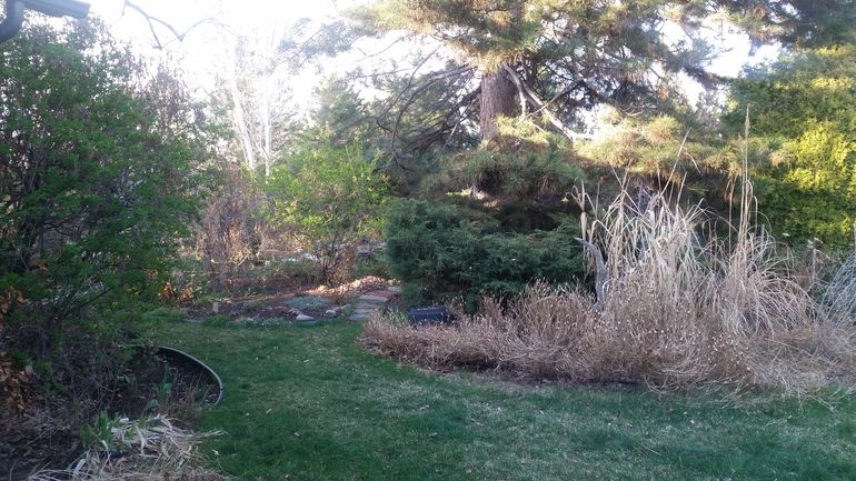 Grassy area of backyard.