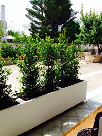 view to the garden