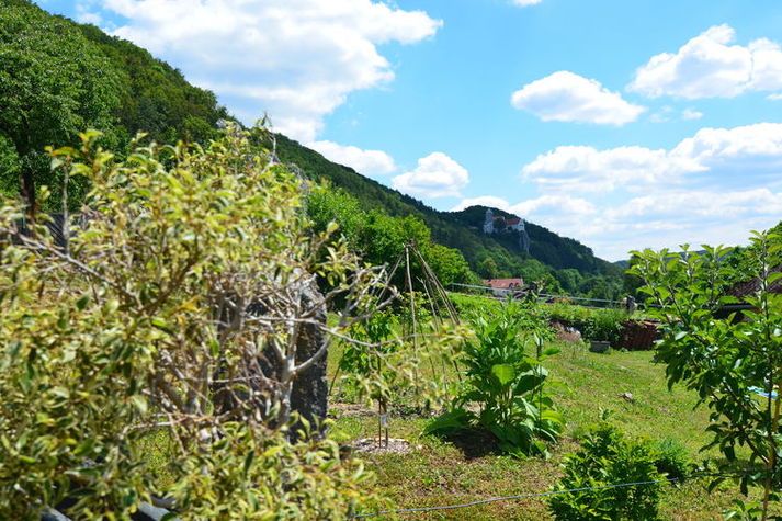 ViewSummer