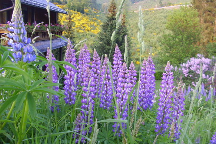 GardenSummer