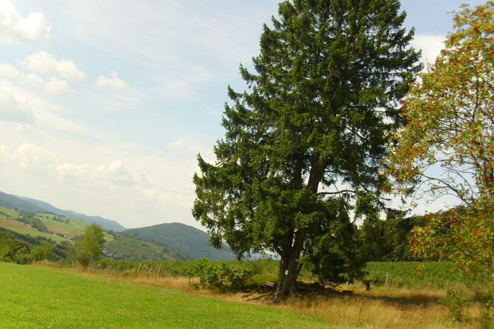 AreaSummer1KM