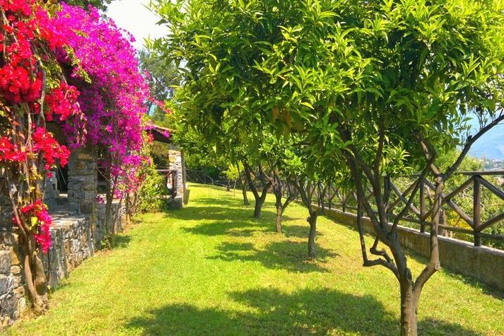 GardenSummer