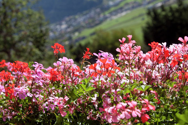 ViewSummer