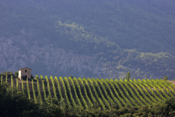 Grigan-les-Adhemar vineyards